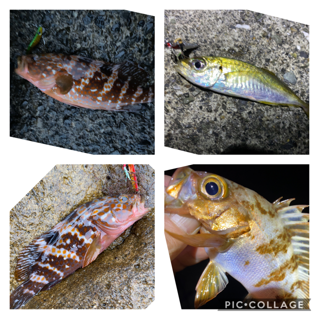 根魚遊戯 百魚夜釣 海を流離う素浪人